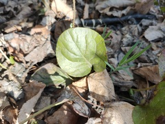 Pyrola rotundifolia