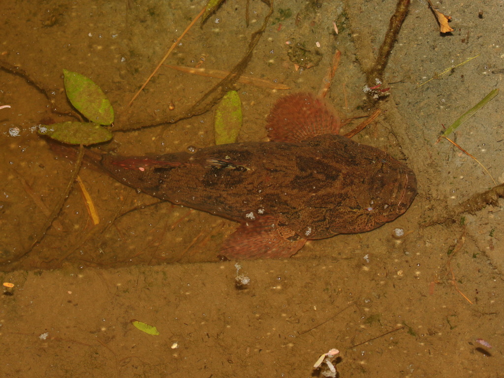 Marbled Goby (Oxyeleotris marmorata)