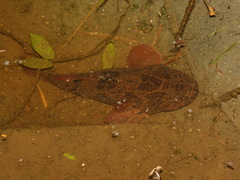 Oxyeleotris marmorata