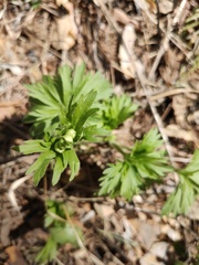 Anemonastrum biarmiense