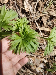 Anemonastrum biarmiense