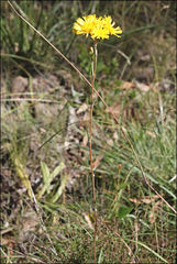 Podolepis hieracioides