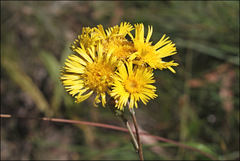 Podolepis hieracioides
