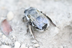 Anthophora pacifica