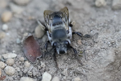 Anthophora pacifica