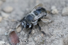 Anthophora pacifica