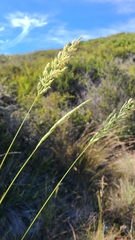 Calamagrostis ophitidis
