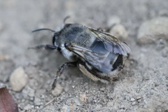 Anthophora pacifica