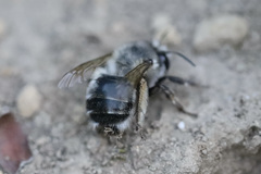 Anthophora pacifica