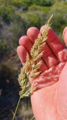 Calamagrostis ophitidis