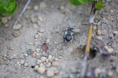 Anthophora pacifica