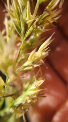 Calamagrostis ophitidis