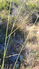 Calamagrostis ophitidis