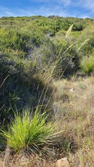 Calamagrostis ophitidis
