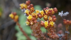 Sedum ignescens