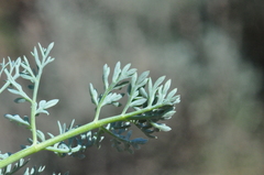 Lomatium donnellii