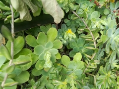 Sedum palmeri