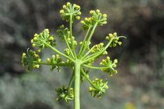 Lomatium donnellii