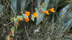 Tropaeolum tuberosum