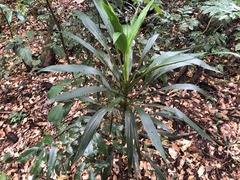 Cordyline rubra