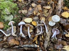 Cortinarius laquellus