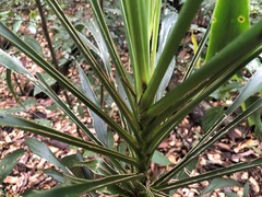 Cordyline rubra