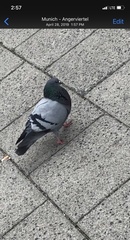 Columba livia domestica