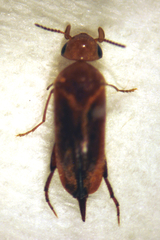 Tolidopalpus nitidocoma