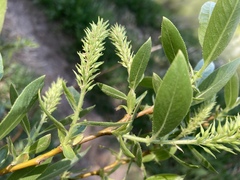 Salix lasiandra caudata