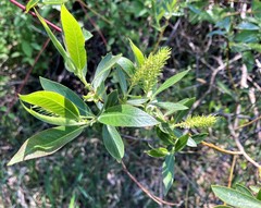 Salix lasiandra caudata