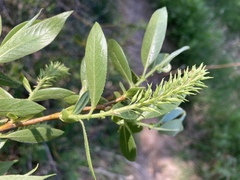 Salix lasiandra caudata