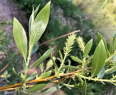 Salix lasiandra caudata