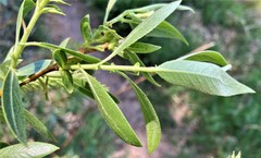 Salix lasiandra caudata