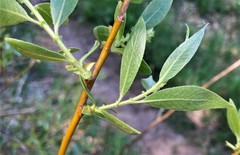 Salix lasiandra caudata
