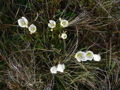 Gentianella muelleriana
