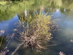 Salix lasiandra caudata