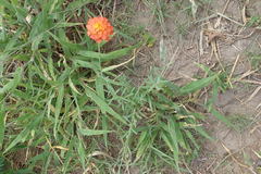 Lasiosiphon rubescens