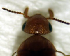 Tolidopalpus nitidocoma
