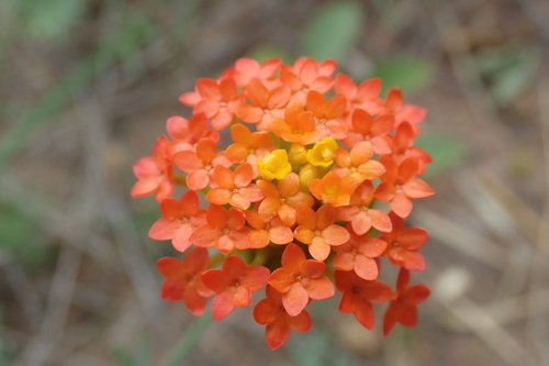 Image of Lasiosiphon rubescens by no rights reserved