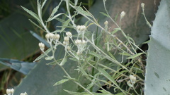 Achyrocline ramosissima