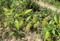 Salix prolixa