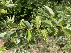 Salix prolixa