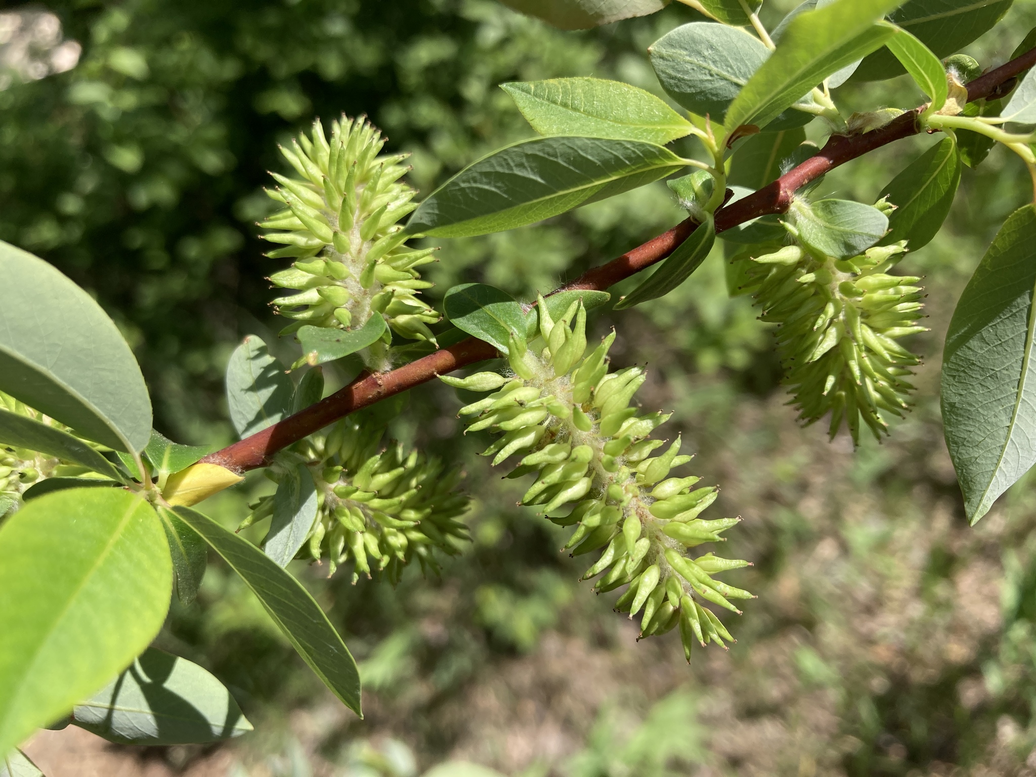 Salix prolixa