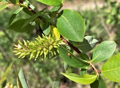 Salix prolixa