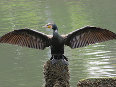 Phalacrocorax carbo hanedae