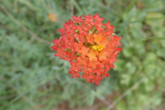 Lasiosiphon rubescens