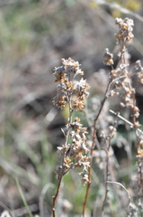 Artemisia rigida
