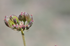 Lomatium donnellii
