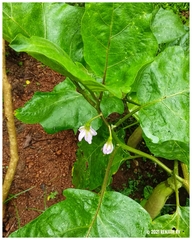 Solanum melongena