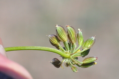 Lomatium donnellii